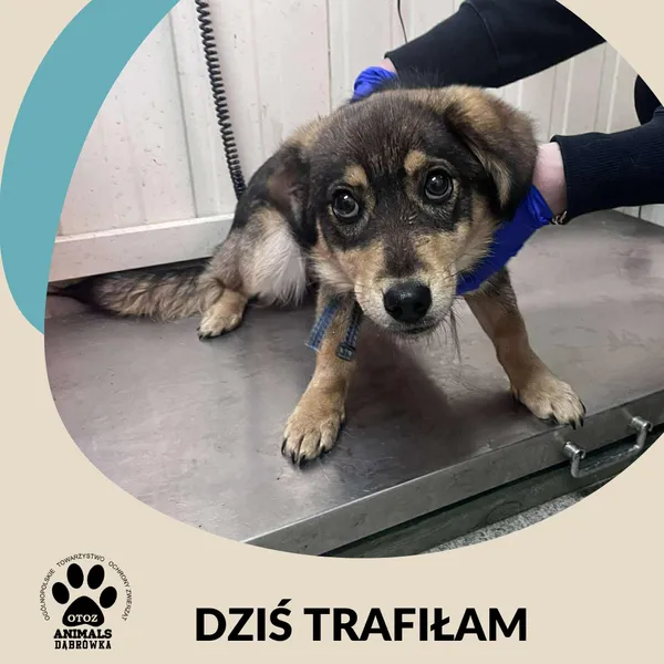 Znaleziono psa, Dąbrówka, 9 grudnia 2025