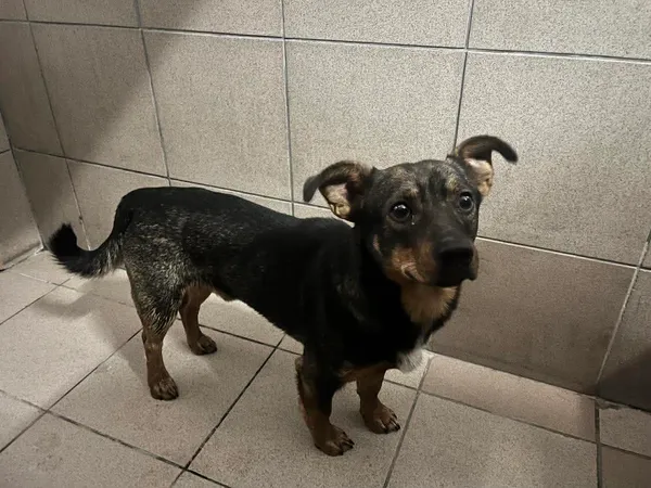 Znaleziono psa, Bydgoszcz, 9 grudnia 2025