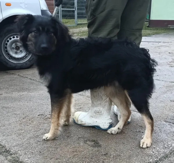 Znaleziono psa, Pieckowo, 10 grudnia 2025 (2/3)