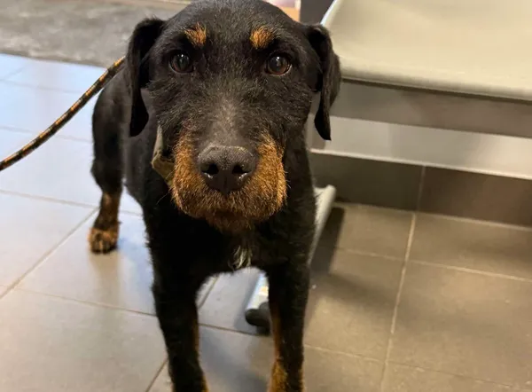 Znaleziono psa, Bydgoszcz, 7 grudnia 2025