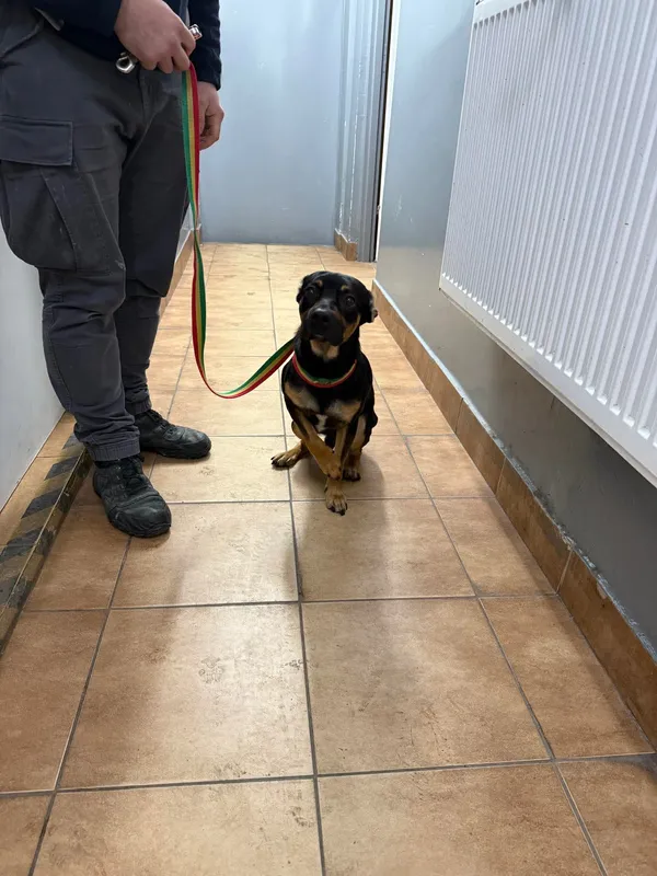 Znaleziono psa, Sosnowiec, 4 grudnia 2025