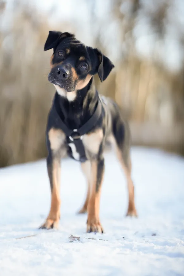 Znaleziono psa, Sosnowiec, 4 grudnia 2025 (2/5)