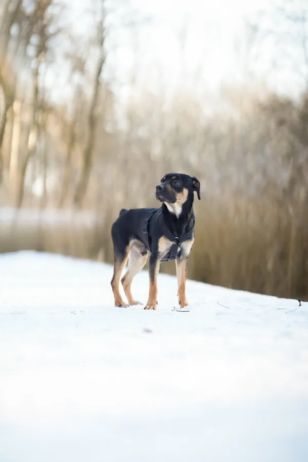 Znaleziono psa, Sosnowiec, 4 grudnia 2025 (3/5)