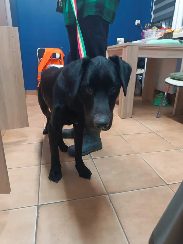 Znaleziono psa, Sosnowiec, 8 grudnia 2025