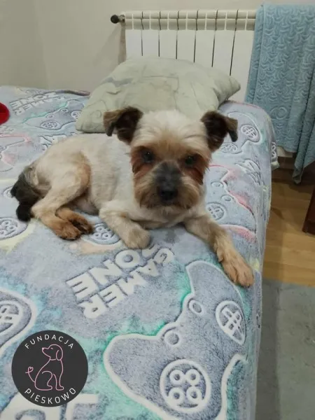 Pies do adopcji, Wolsztyn, 4 grudnia 2025