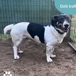 Znaleziono psa