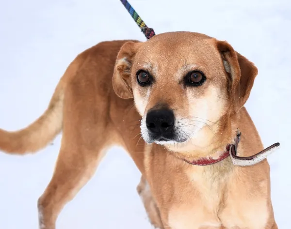 Znaleziono psa, Pieckowo, 9 grudnia 2025 (1/5)