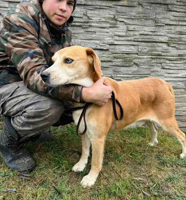 Pies do adopcji, Przyborówko, 14 grudnia 2025 (1/3)