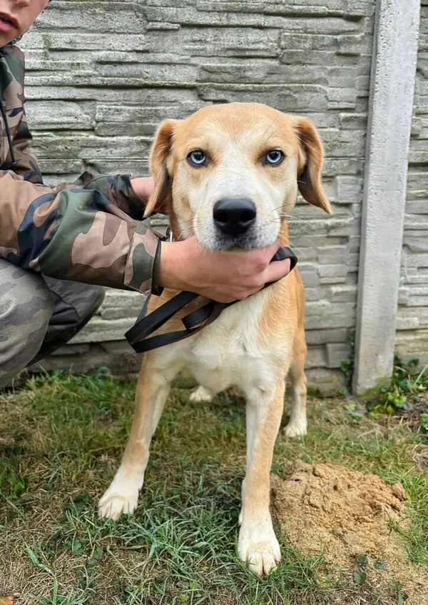 Pies do adopcji, Przyborówko, 14 grudnia 2025 (2/3)