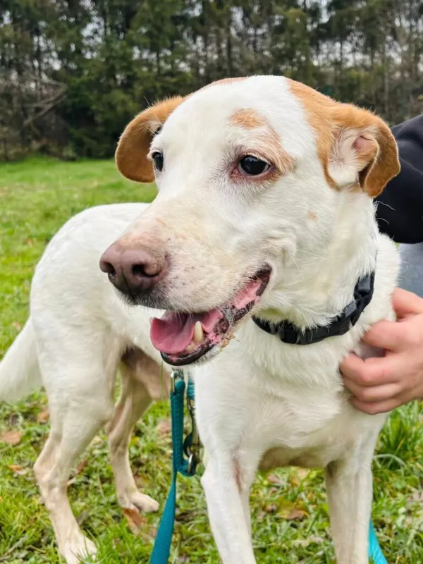 Pies do adopcji, Przyborówko, 14 grudnia 2025 (1/3)