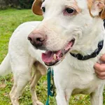 Pies do adopcji