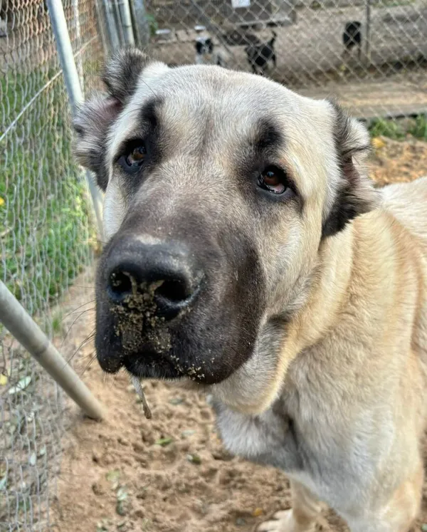 Pies do adopcji, Przyborówko, 14 grudnia 2025 (1/3)