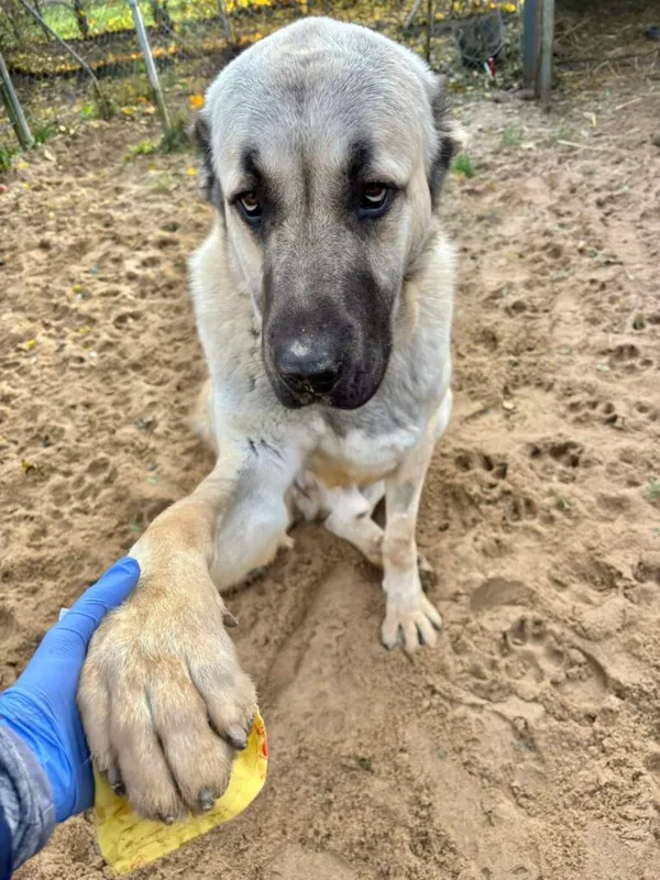 Pies do adopcji, Przyborówko, 14 grudnia 2025 (2/3)