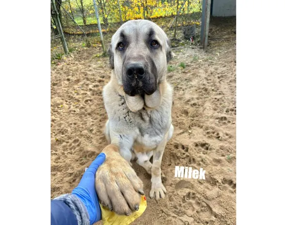 Pies do adopcji, Przyborówko, 14 grudnia 2025 (3/3)