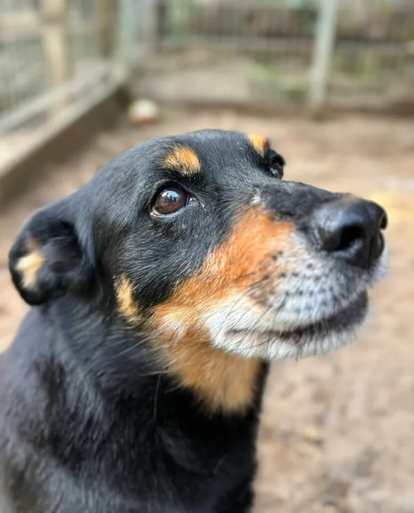 Pies do adopcji, Przyborówko, 13 lutego 2026 (1/4)