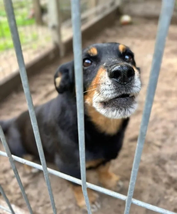 Pies do adopcji, Przyborówko, 13 lutego 2026 (2/4)