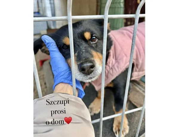 Pies do adopcji, Przyborówko, 13 lutego 2026 (4/4)