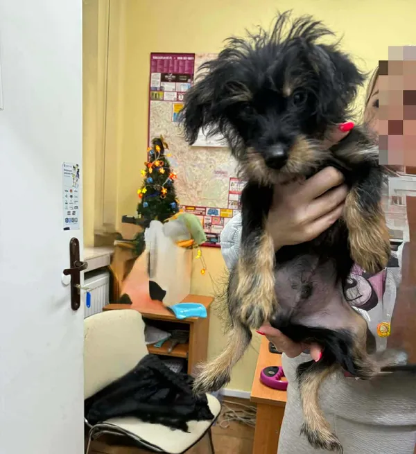 Znaleziono psa, Sosnowiec, 4 grudnia 2025