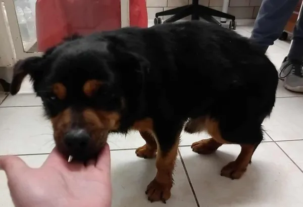 Znaleziono psa, Toruń, 13 grudnia 2025