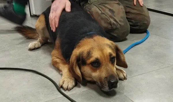 Znaleziono psa, Toruń, 12 grudnia 2025