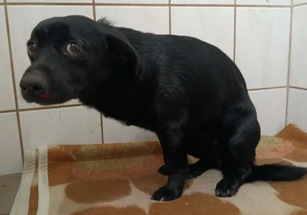 Znaleziono psa, Toruń, 11 grudnia 2025