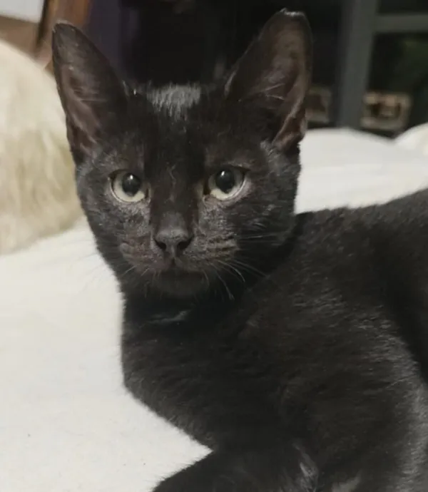 Kot do adopcji, Zgierz, 14 grudnia 2025 (1/2)