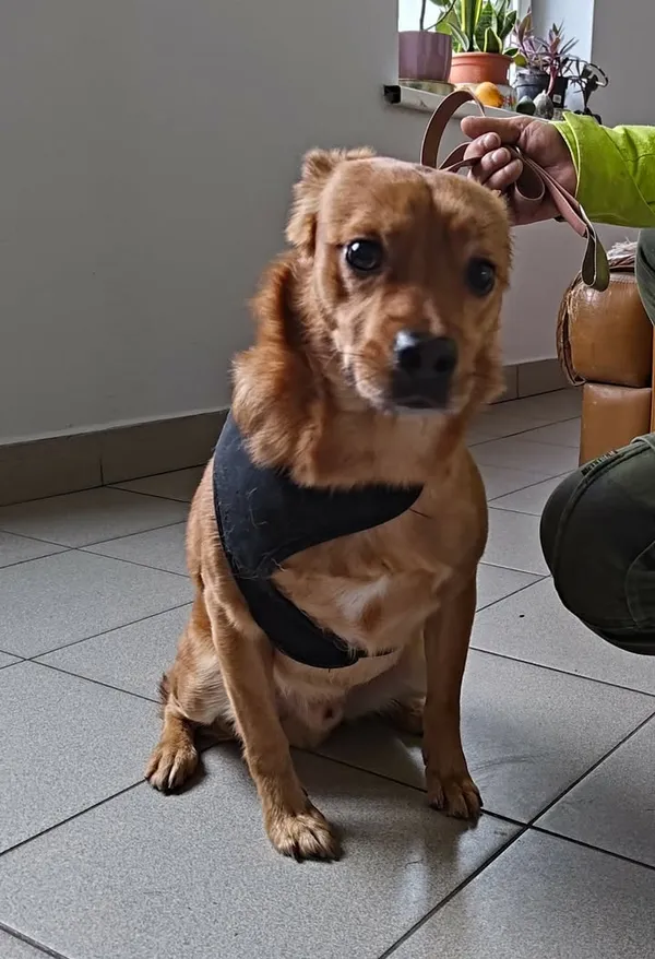 Znaleziono psa, Lublin, 14 grudnia 2025