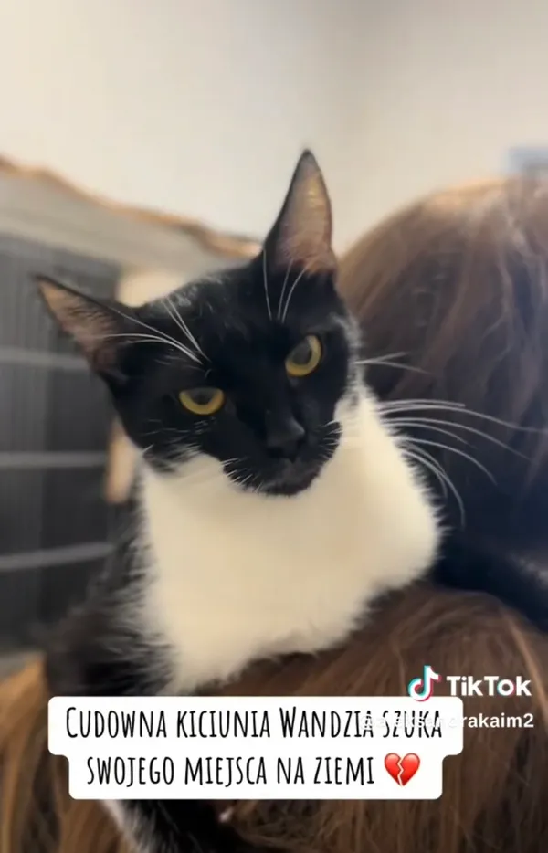 Kot do adopcji, Radom, 15 grudnia 2025