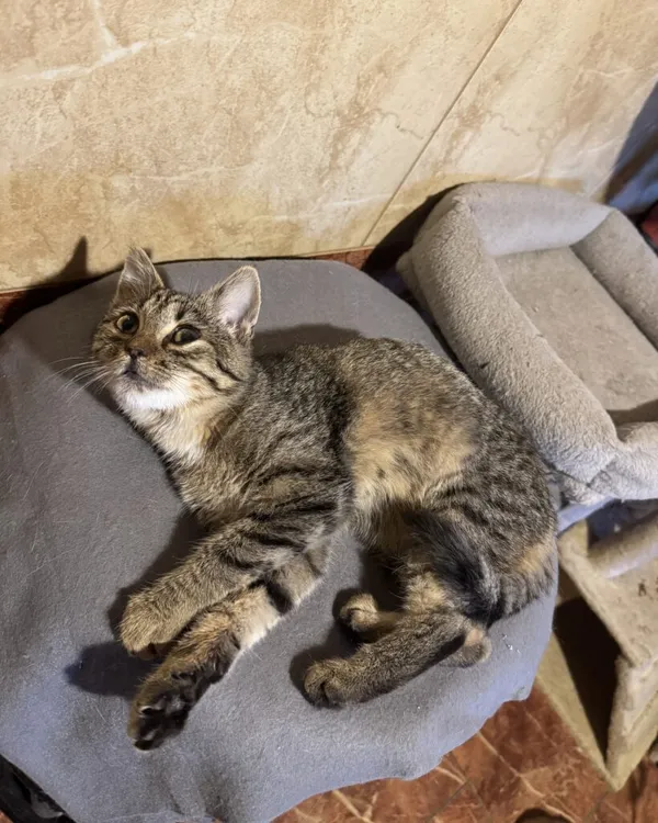 Kot do adopcji, Korabiewice, 14 grudnia 2025 (1/3)