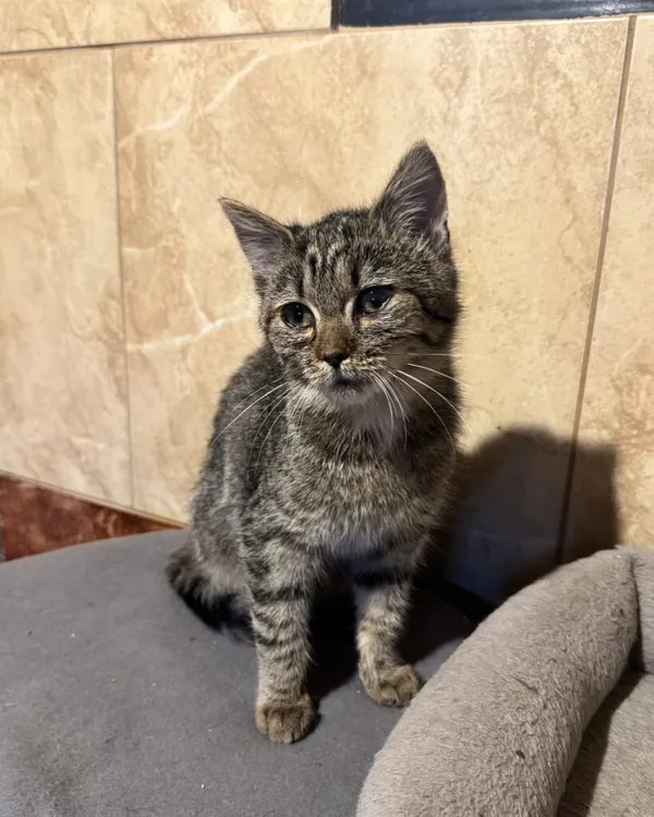 Kot do adopcji, Korabiewice, 14 grudnia 2025 (2/3)