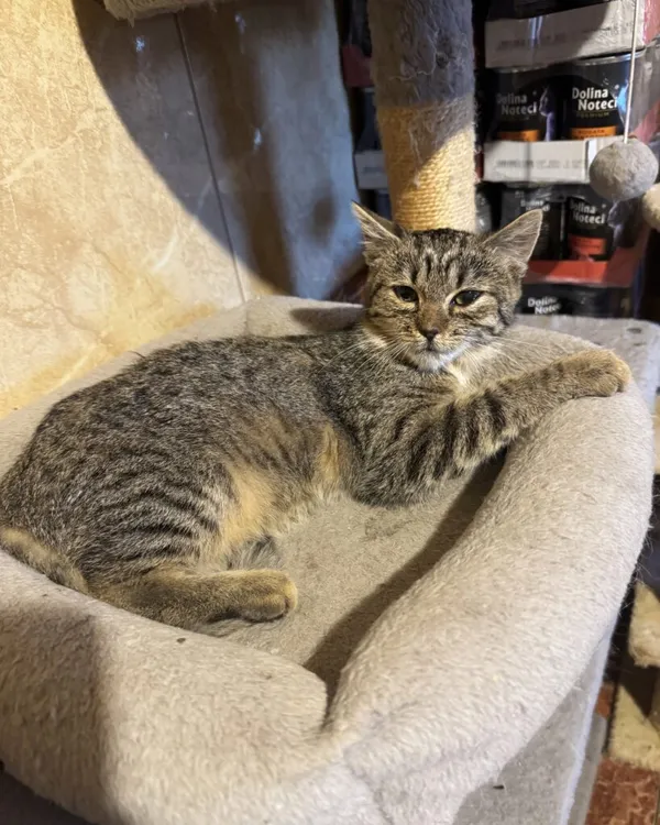 Kot do adopcji, Korabiewice, 14 grudnia 2025 (3/3)