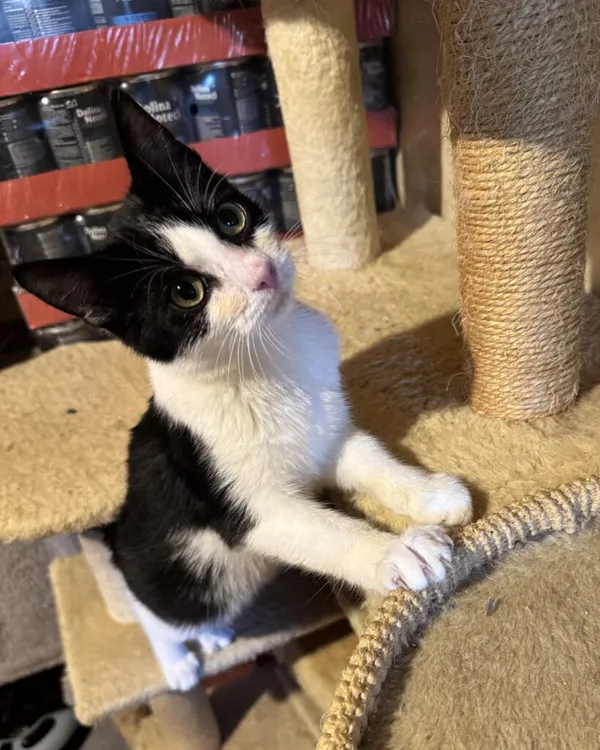 Kot do adopcji, Korabiewice, 14 grudnia 2025 (2/4)