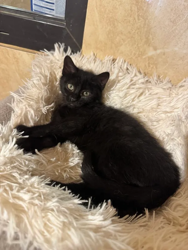 Kot do adopcji, Korabiewice, 14 grudnia 2025 (1/3)