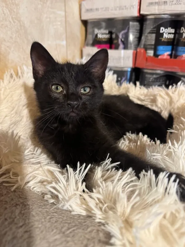 Kot do adopcji, Korabiewice, 14 grudnia 2025 (2/3)