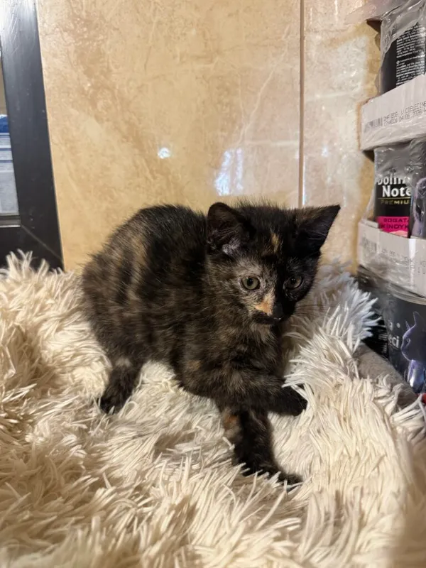 Kot do adopcji, Korabiewice, 14 grudnia 2025 (1/3)