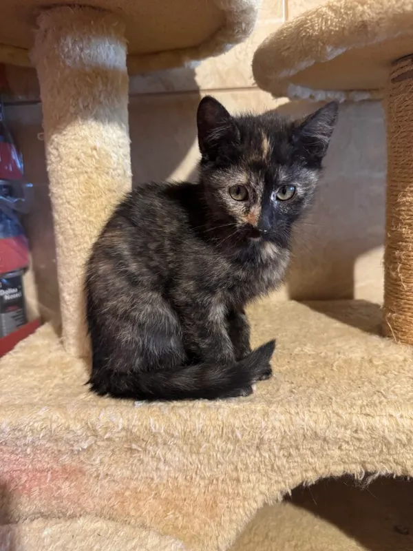 Kot do adopcji, Korabiewice, 14 grudnia 2025 (2/3)