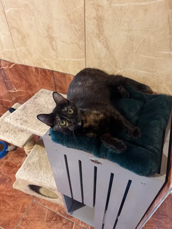 Kot do adopcji, Korabiewice, 14 grudnia 2025 (2/4)