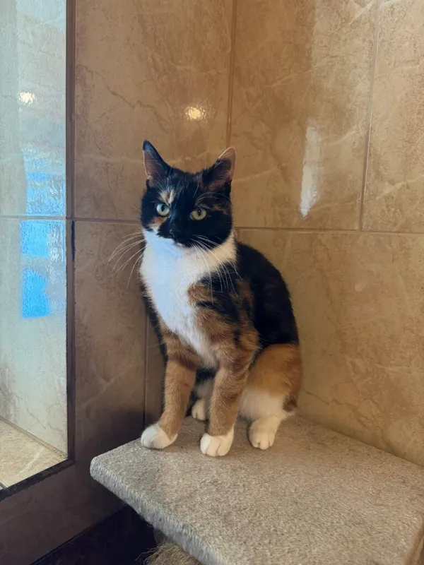 Kot do adopcji, Korabiewice, 14 grudnia 2025 (2/3)