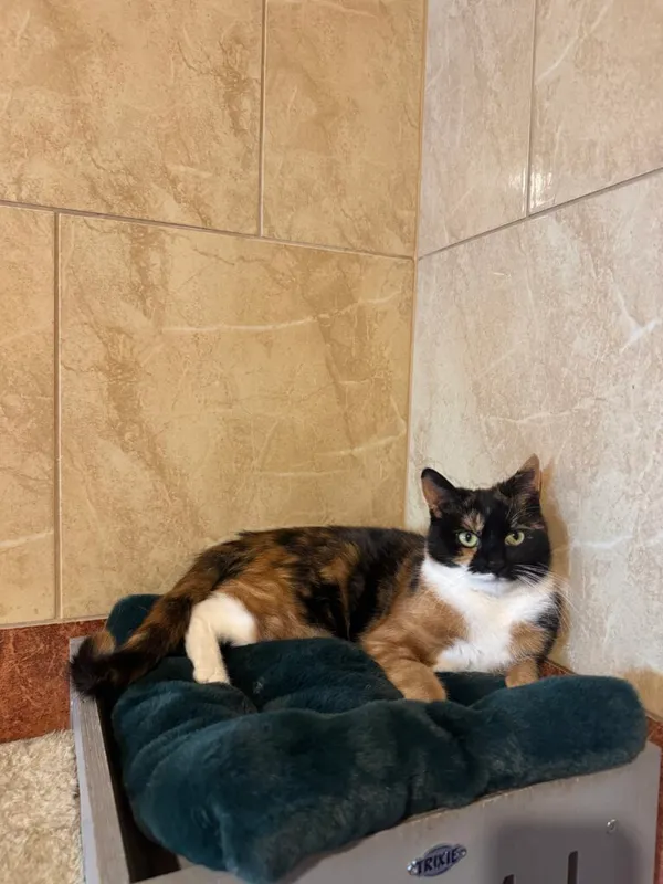 Kot do adopcji, Korabiewice, 14 grudnia 2025 (3/3)