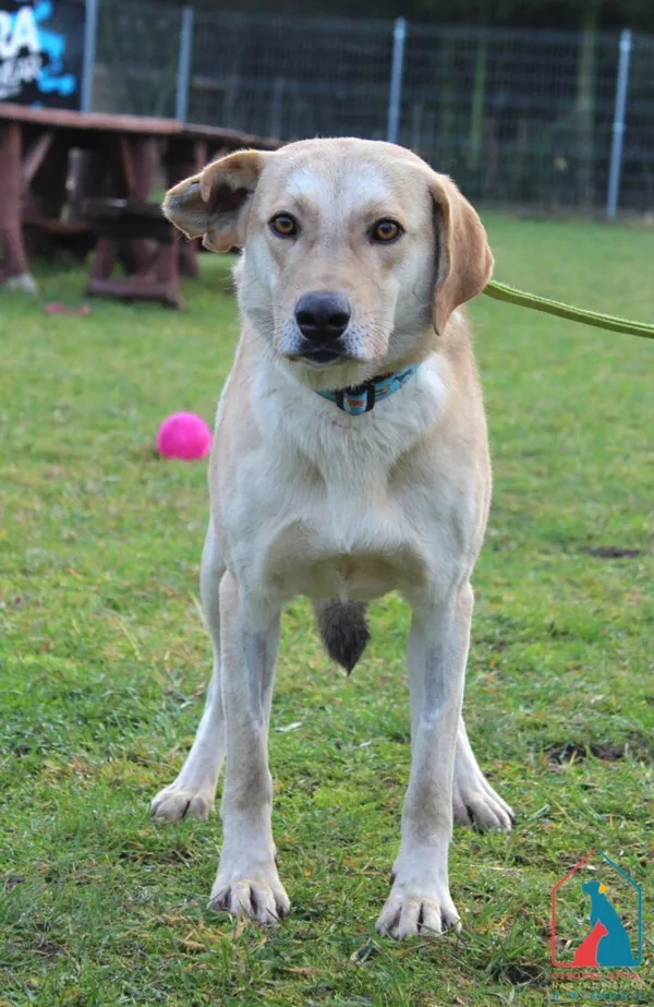 Pies do adopcji, Grudziądz, 11 grudnia 2025