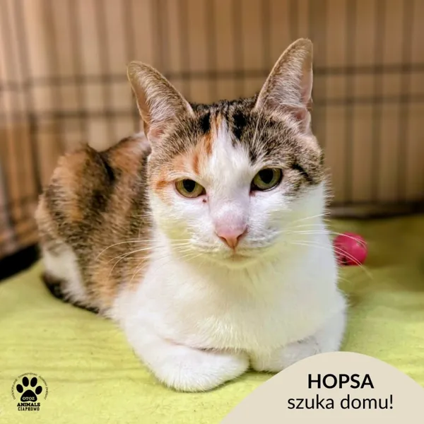 Kot do adopcji, Gdynia, 15 grudnia 2025 (1/5)