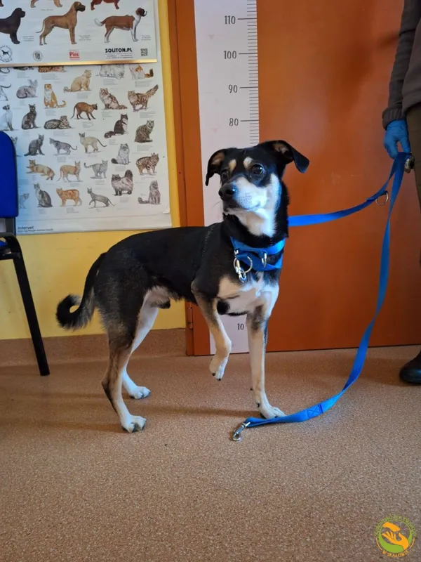 Znaleziono psa, Skałowo, 15 grudnia 2025 (1/3)