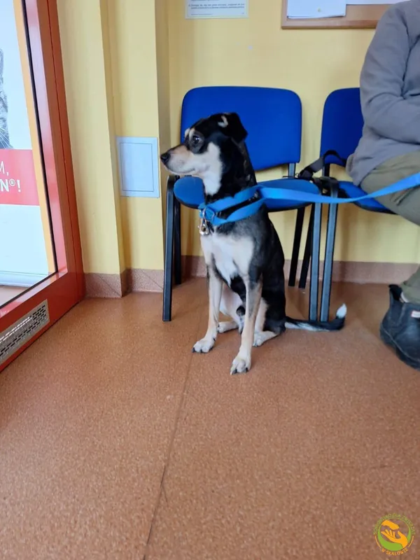 Znaleziono psa, Skałowo, 15 grudnia 2025 (3/3)