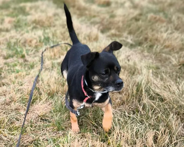 Pies do adopcji, Korabiewice, 14 grudnia 2025 (1/5)