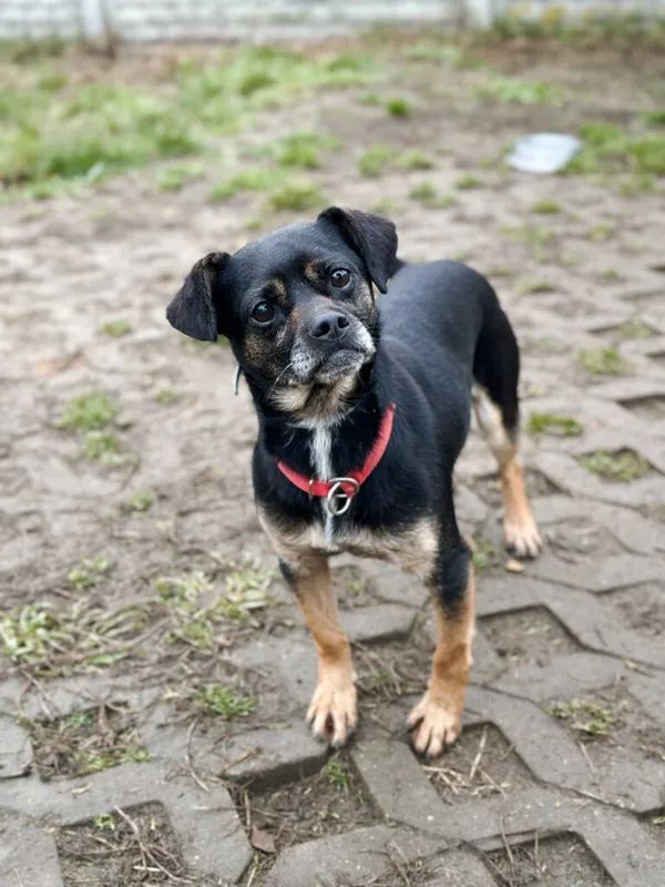 Pies do adopcji, Korabiewice, 14 grudnia 2025 (2/5)