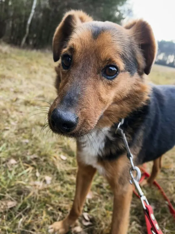 Pies do adopcji, Korabiewice, 14 grudnia 2025 (2/5)