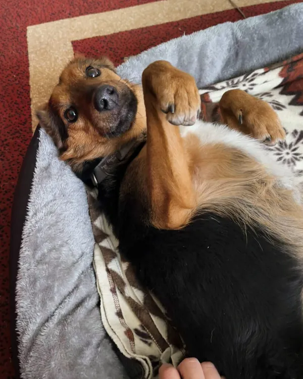 Pies do adopcji, Korabiewice, 14 grudnia 2025 (3/5)