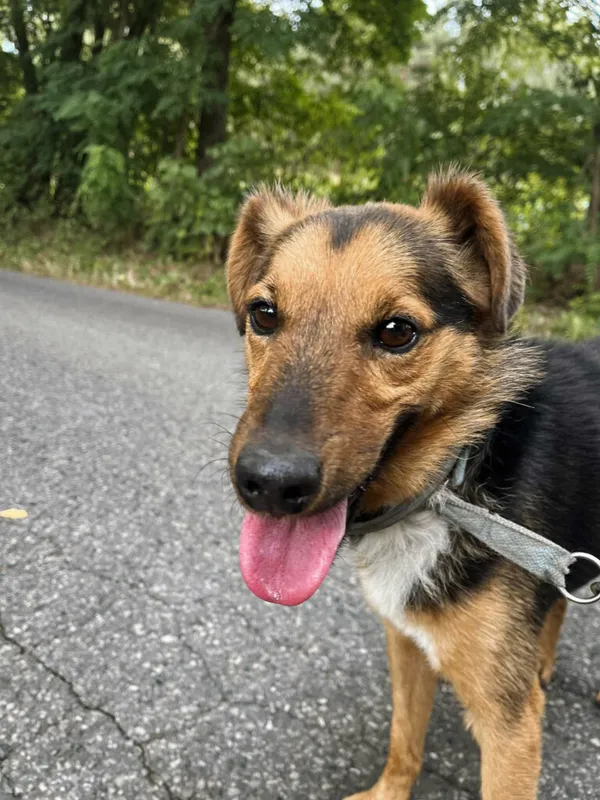 Pies do adopcji, Korabiewice, 14 grudnia 2025 (4/5)