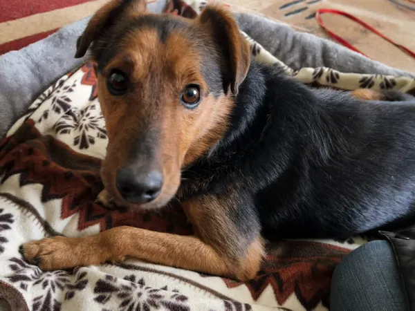 Pies do adopcji, Korabiewice, 14 grudnia 2025 (5/5)