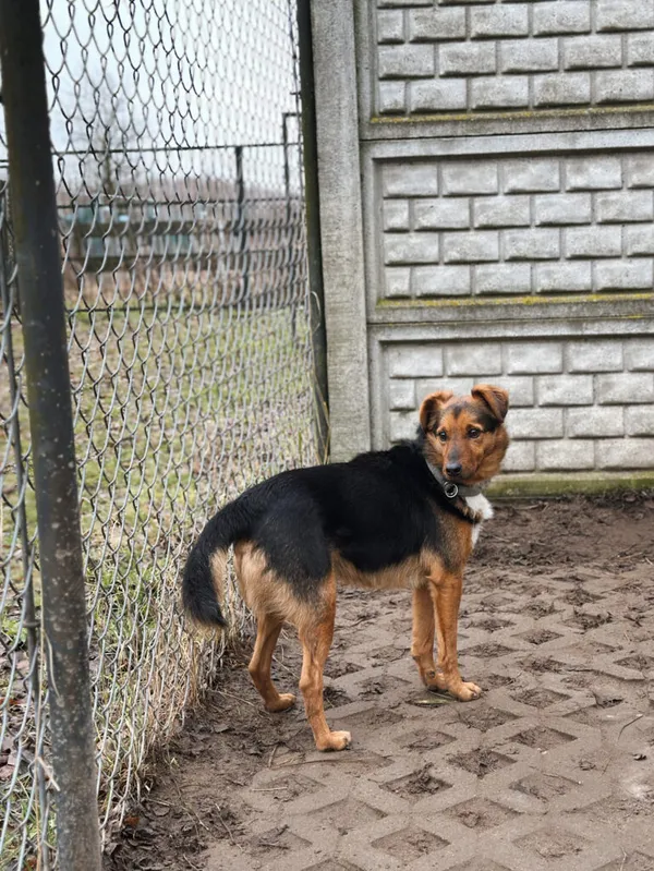 Pies do adopcji, Korabiewice, 14 grudnia 2025 (2/5)